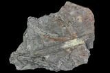 Carboniferous Fossil Fern (Sphenopteris) Plate - Poland #111649-3